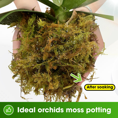 Duspro forest moss for orchids showing moisture retention benefits