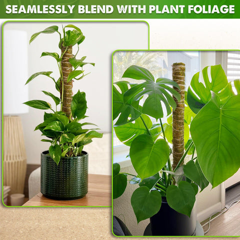 Duspro green moss blends with plant color for natural indoor displays.
