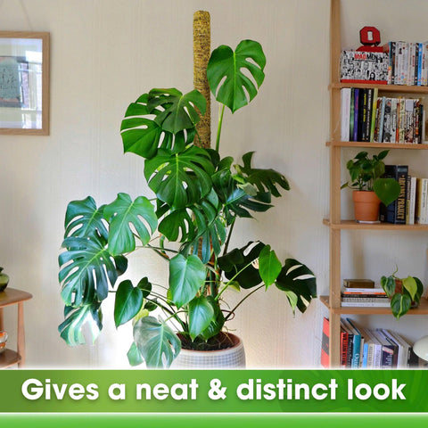 Duspro indoor outdoor moss pole suits large climbing plants in 14–20 inch pots