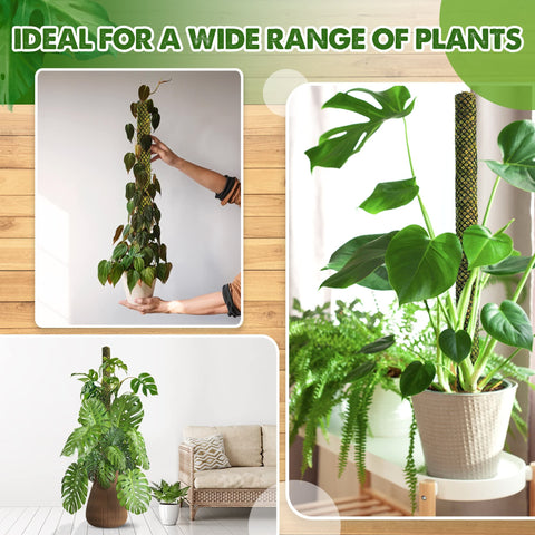 Duspro indoor outdoor use moss pole shows versatile gardening and home setup.