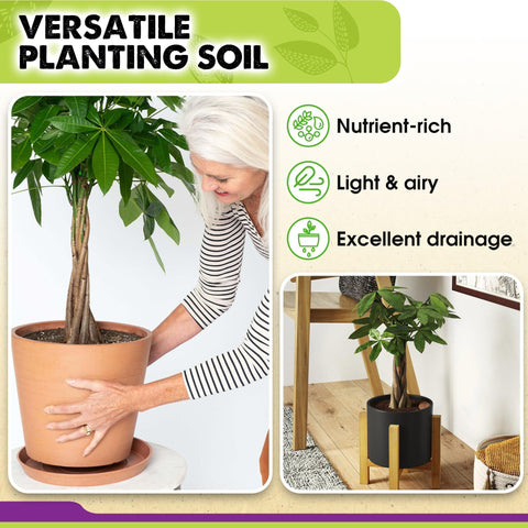 Duspro Money Tree leaves shine after using premium soil blend.