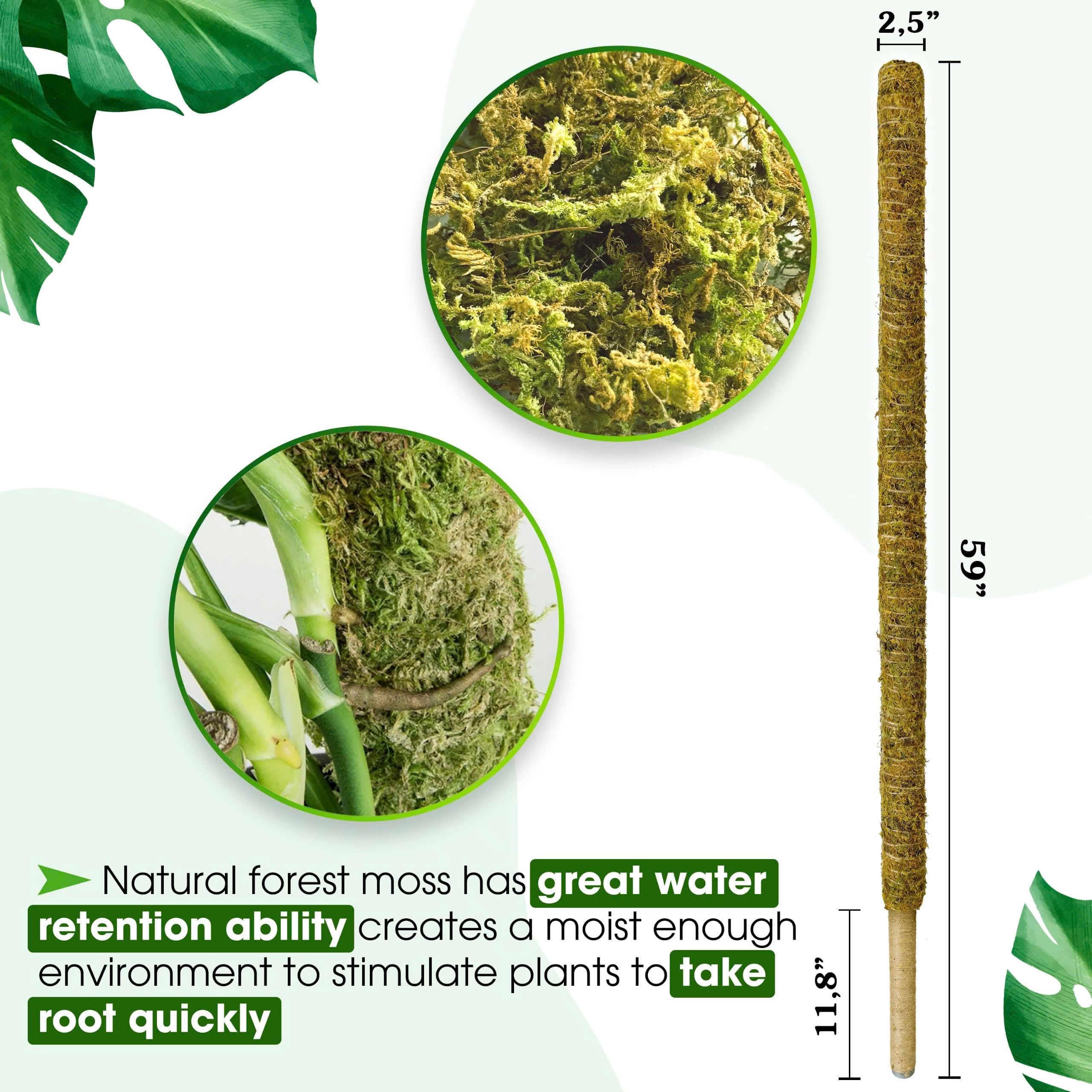Duspro Monstera climbing support 59in helps plants rise gracefully