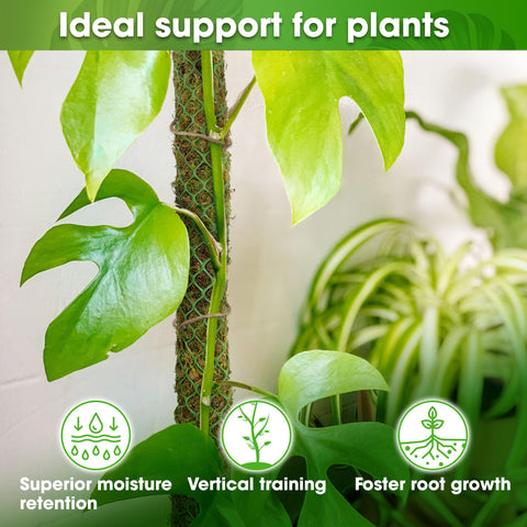 Duspro Monstera supported by moss pole promoting vertical growth