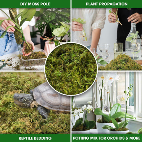 Duspro moss expands noticeably when wet, revealing full texture