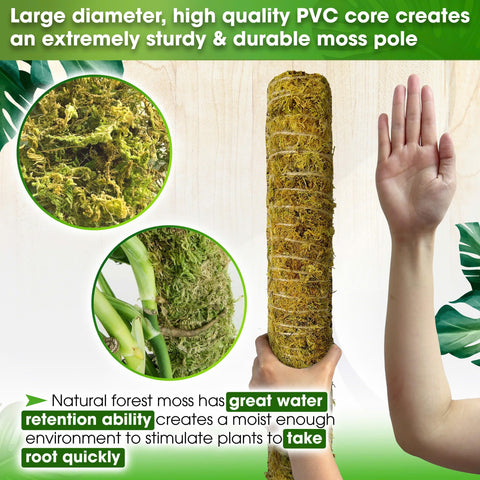 Duspro natural forest moss cover provides moisture retention for roots