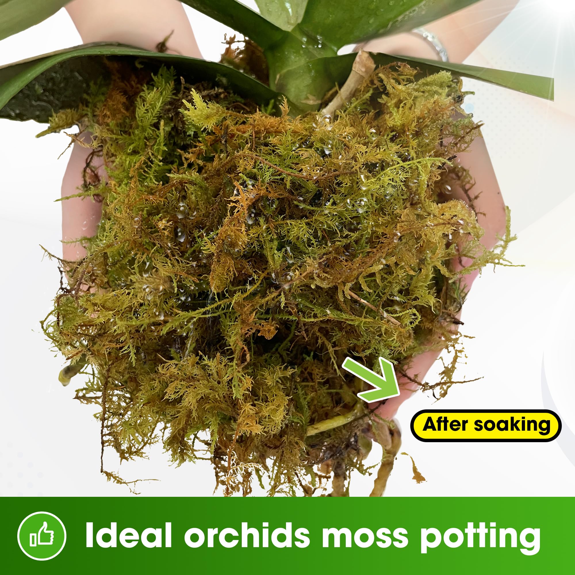 Duspro orchid potting moss maintains moisture while draining excess water.