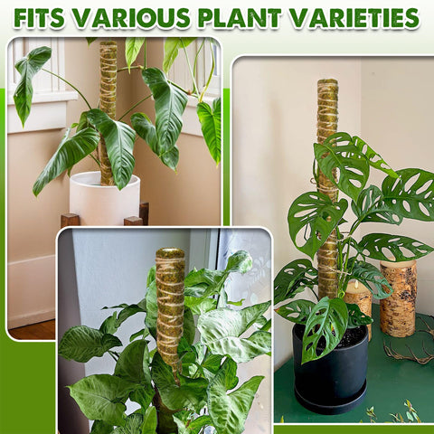 Duspro indoor/outdoor moss pole shown in a ready-to-use setup.