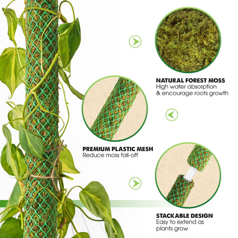 Duspro stackable moss pole assembly demonstrates quick height extension for vigorous growth.