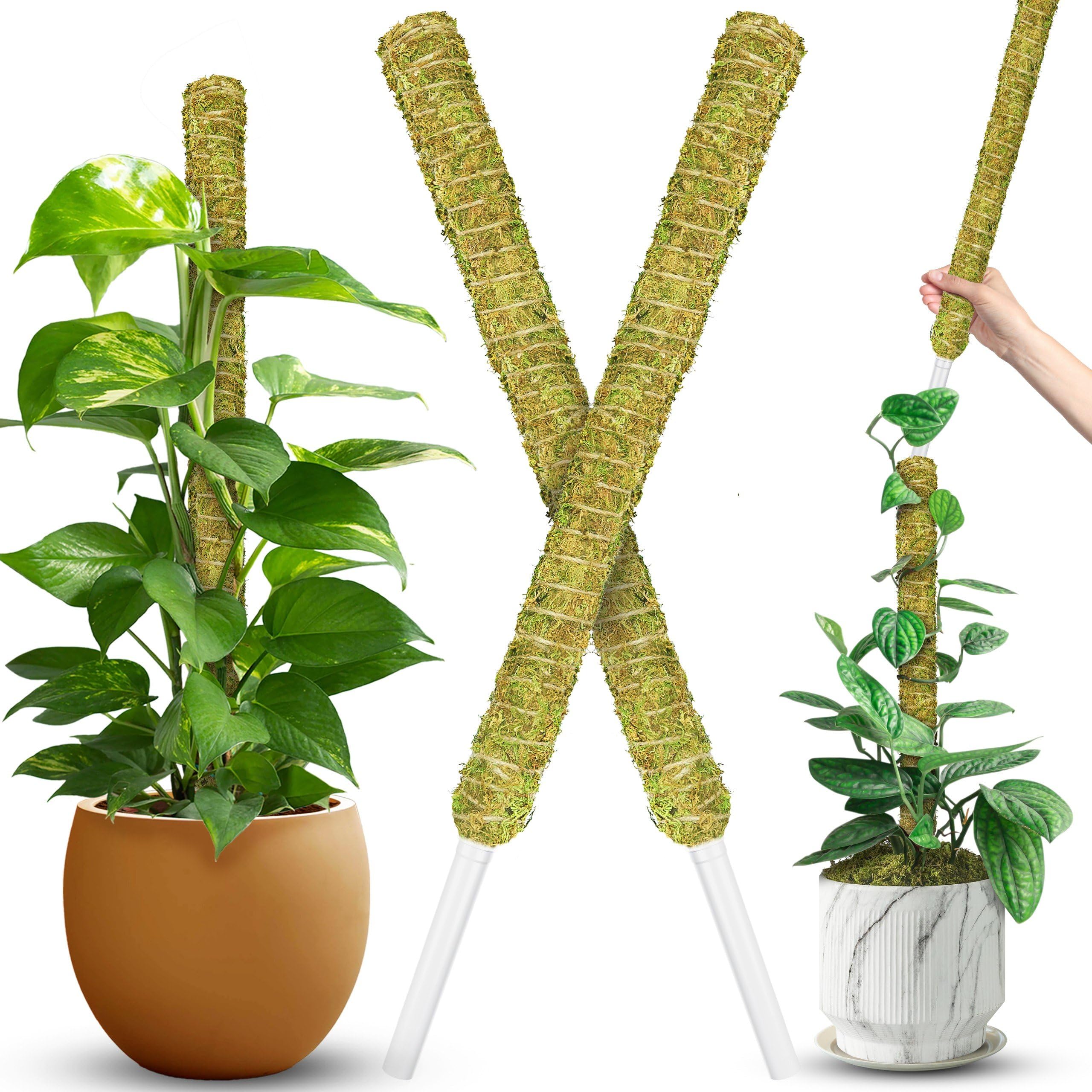 Duspro stackable moss pole with forest moss detail supports upward growth.