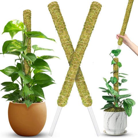 Duspro stackable moss pole with forest moss detail supports upward growth.