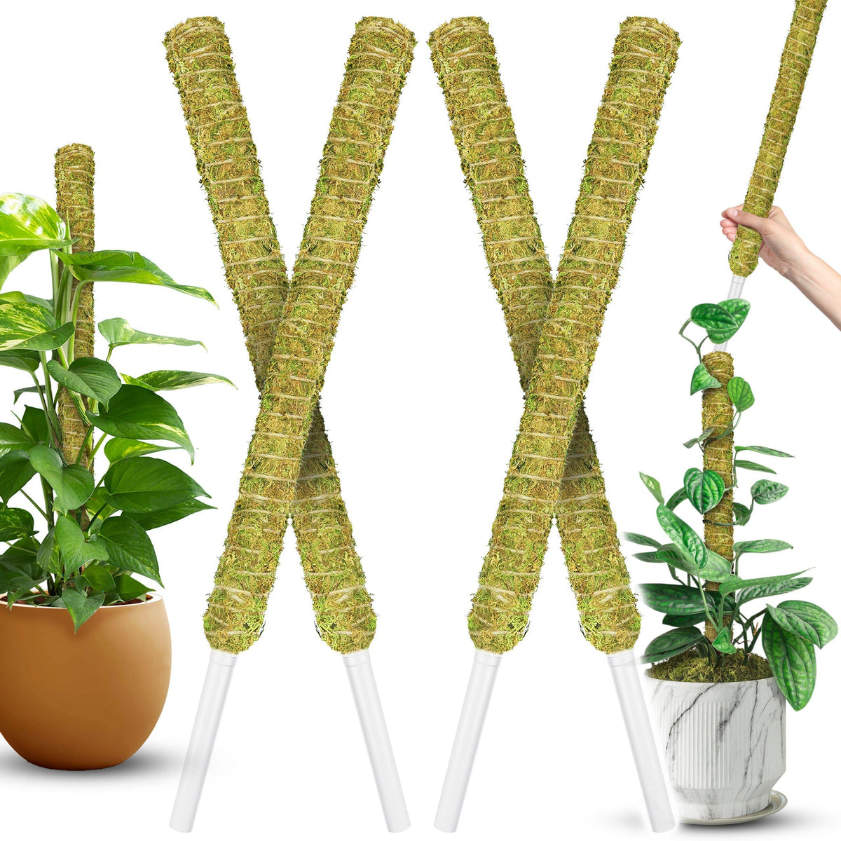 Duspro stackable moss pole for Monstera provides vertical support and natural look.