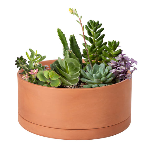 D'vine Dev 10-inch succulent pot with drainage hole supports healthy watering