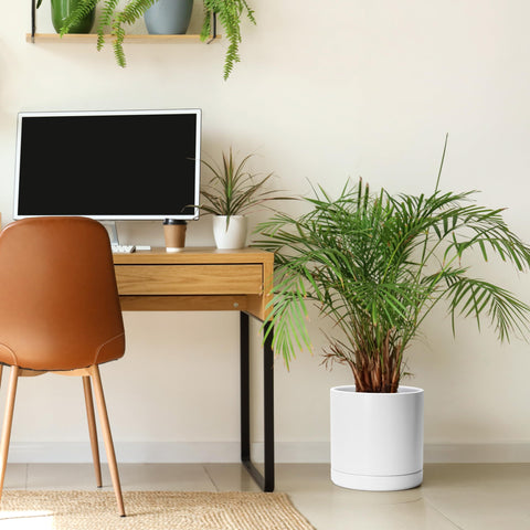 D'vine Dev 10in planter on table display suitable for windowsills or desks