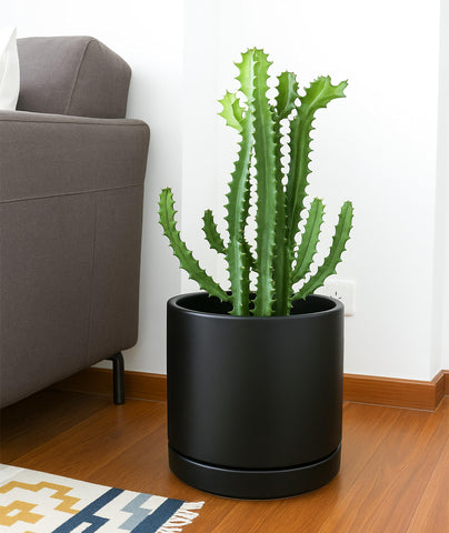 D'vine Dev 10-inch planter with saucer included, ideal for indoor plant displays.
