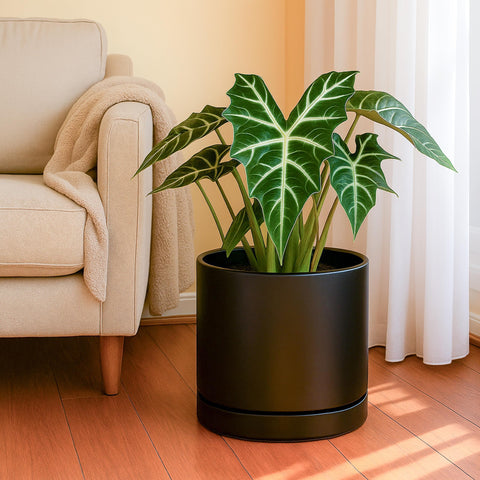 D'vine Dev 10-inch black planter with saucer, top view for neat, mess-free setups.