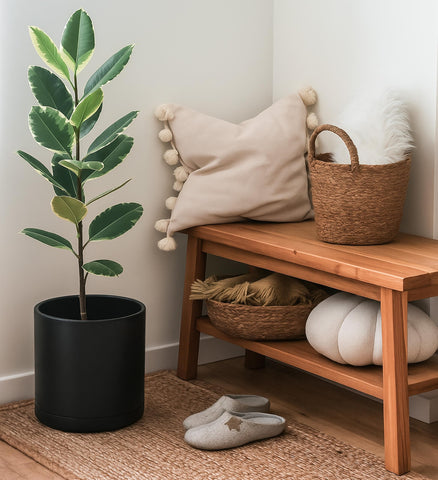 D'vine Dev black planter complements diverse plants and modern decor.