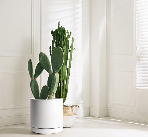 Close-up of D'vine Dev 12-inch ceramic planter in white.