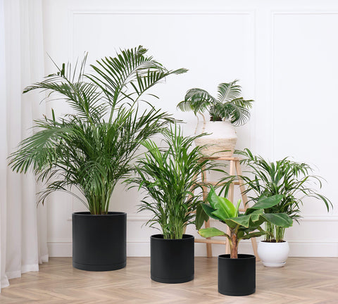 D'vine Dev 12-inch planter showing overall size and black matte finish.