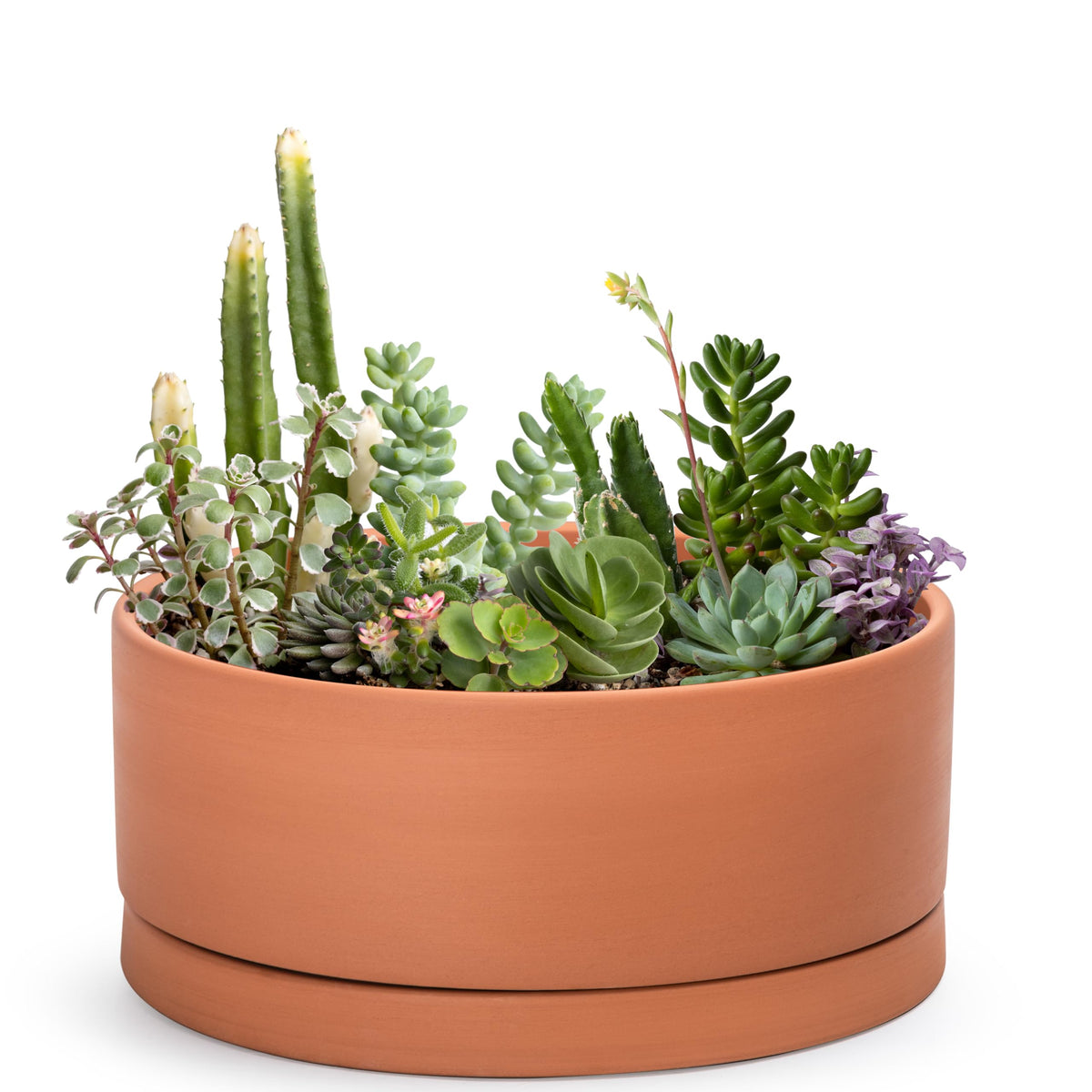 D'vine Dev 12-Inch succulent pot with drainage hole and saucer for controlled watering