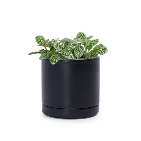 D'vine Dev 3.5-inch planter in a modern home setup for compact spaces.