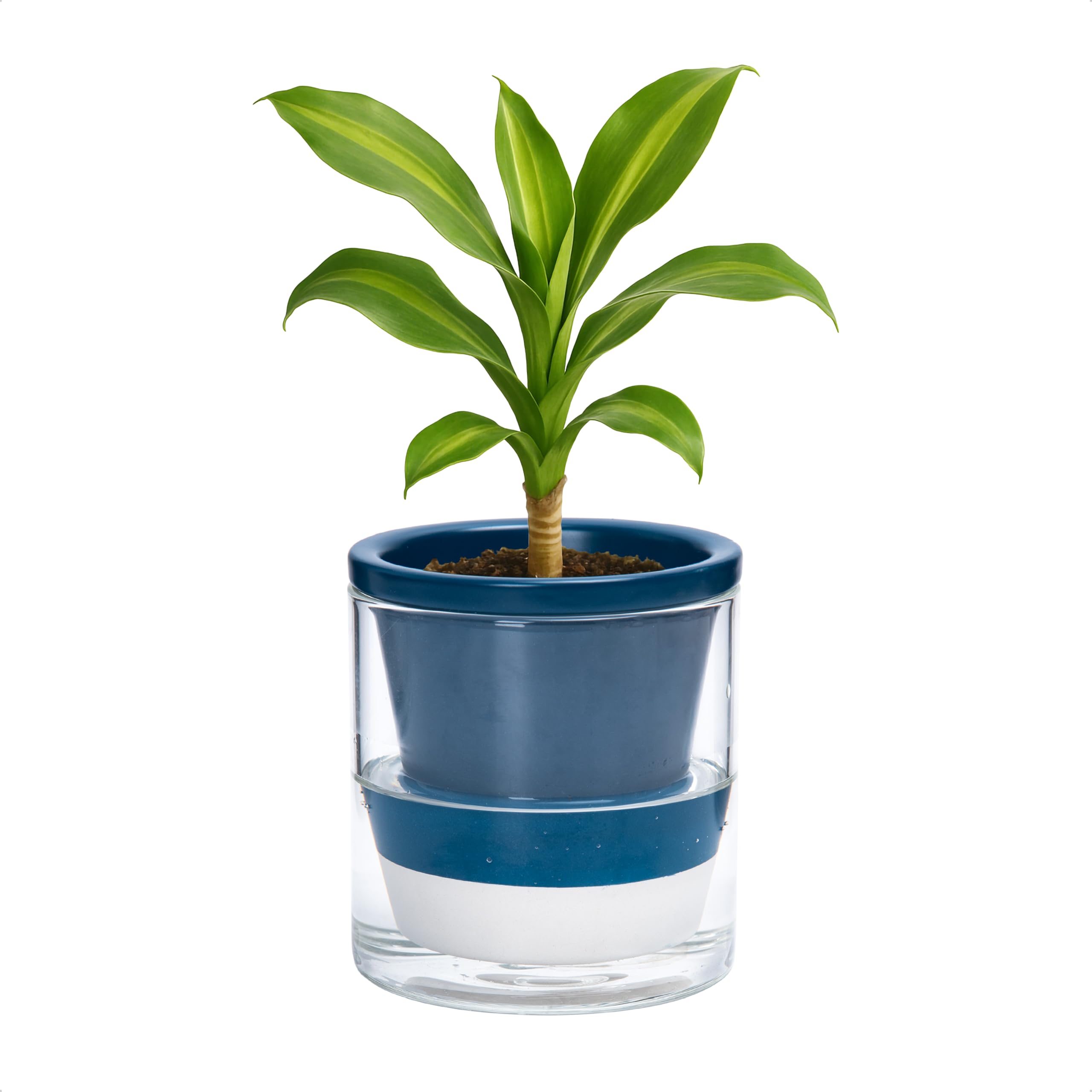 D'vine Dev 4-inch self-watering planter with blue terracotta pot and glass cup for easy indoor growth.