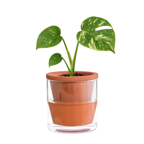 Dvine Dev 4in self-watering pot showing terracotta body and glass reservoir for moisture control