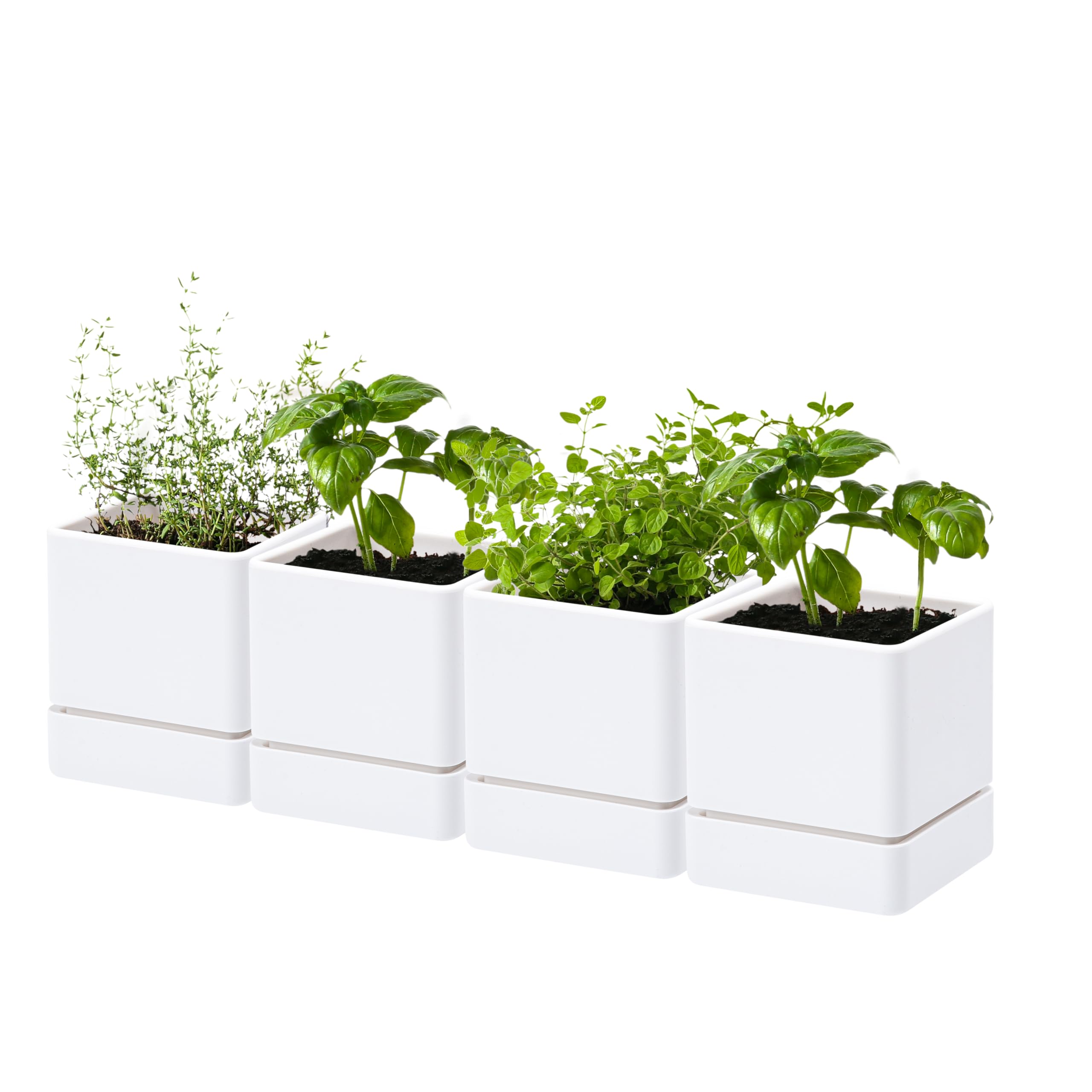 D'vine Dev 4-Inch herb planter front view, compact for windowsills and small herb setups.