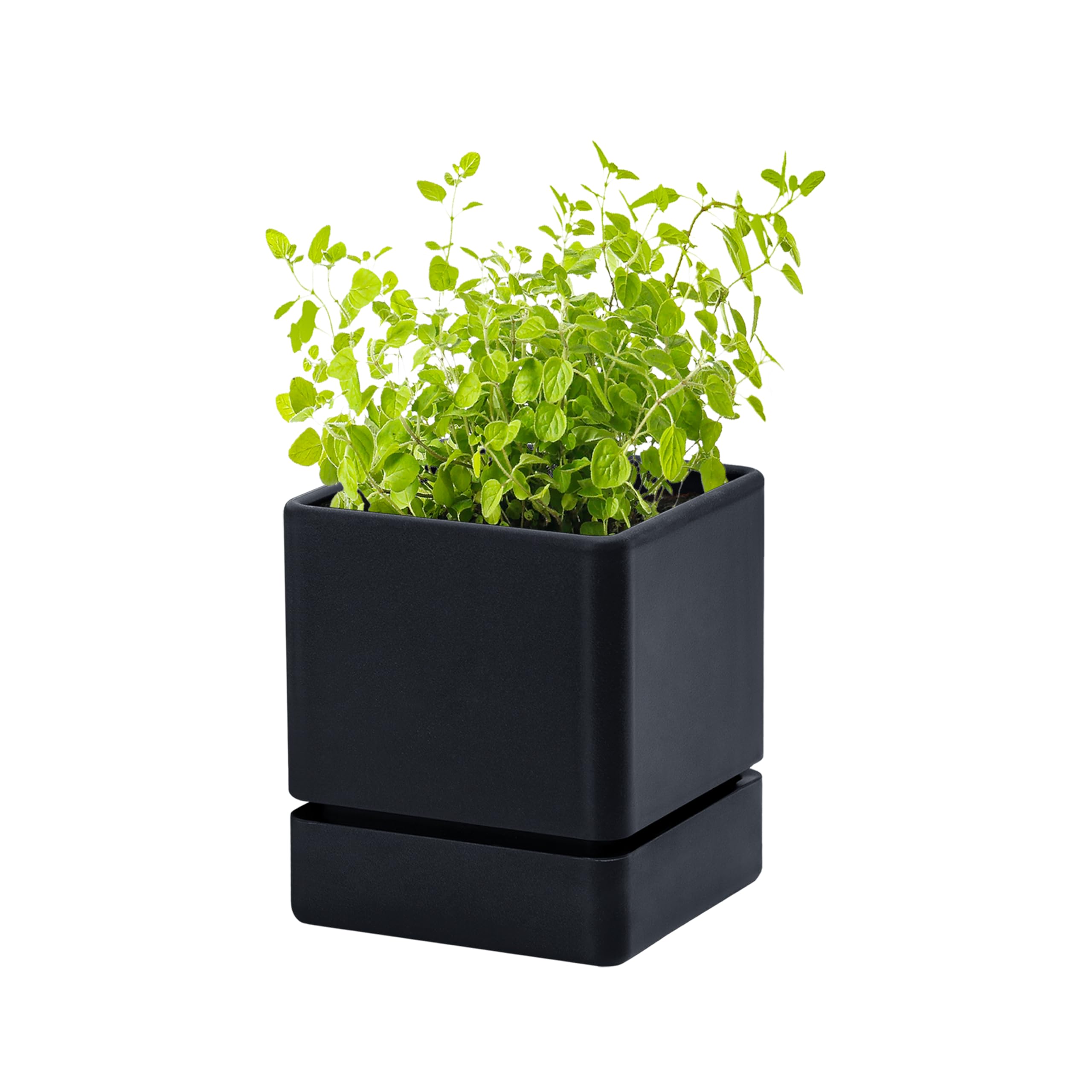 D'vine Dev 4-Inch Herb Planter, front view, ideal for compact windowsill herb gardens.