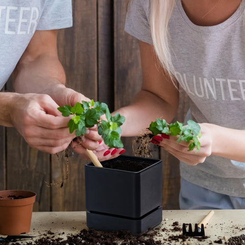 D'vine Dev 4-Inch Planter packaging details and accessories included.