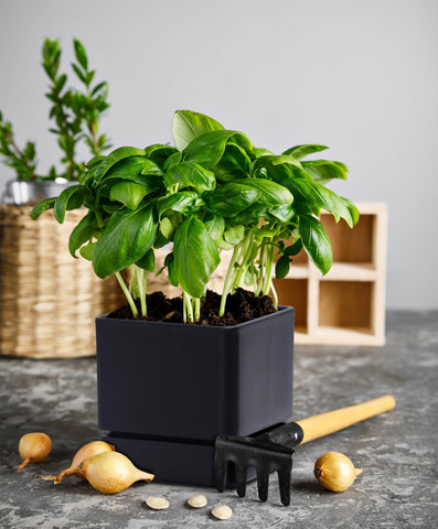 D'vine Dev 4-Inch herb planter, side profile, minimalist design for modern interiors.