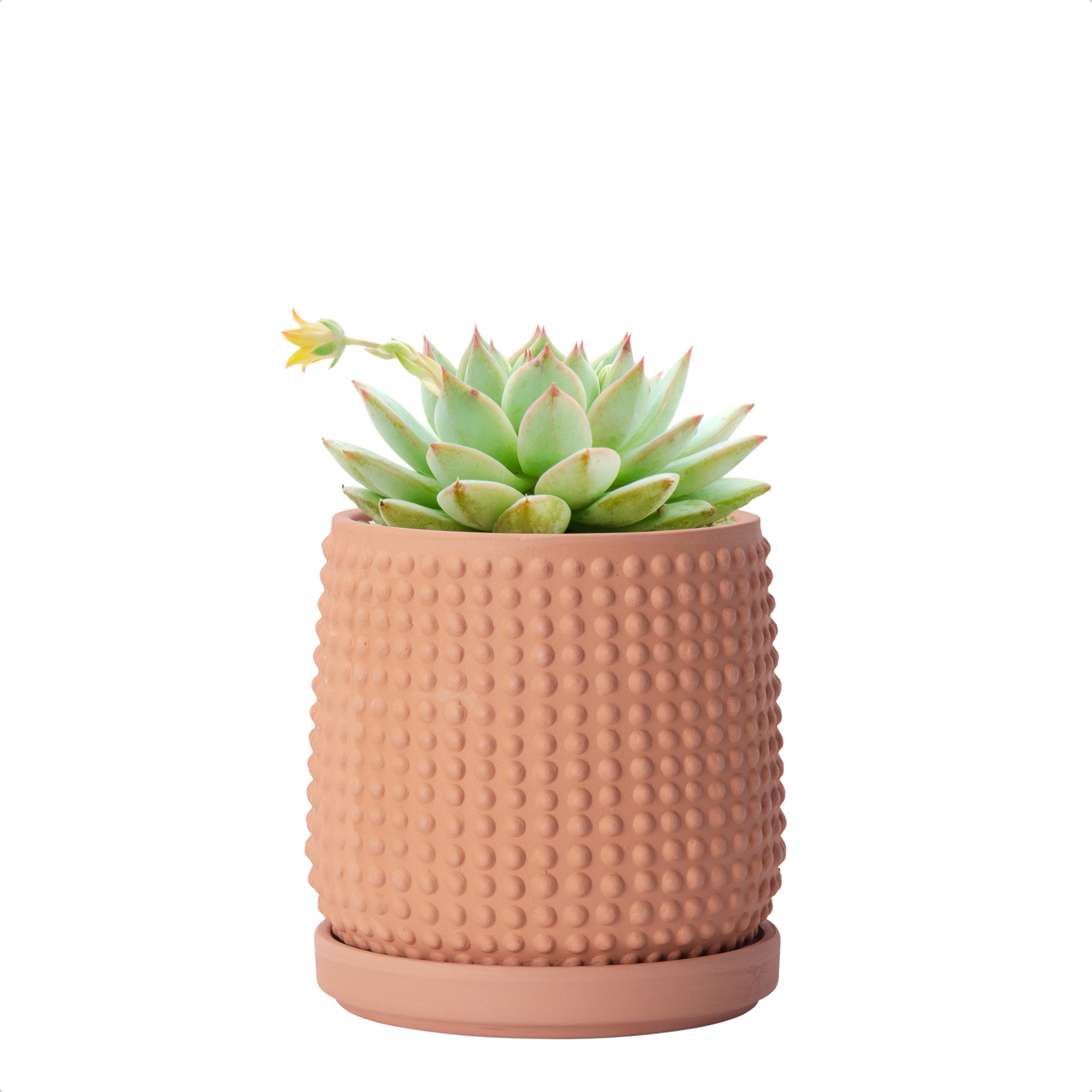 D'vine Dev 4-inch terracotta beaded planter front view with drainage holes for plants.