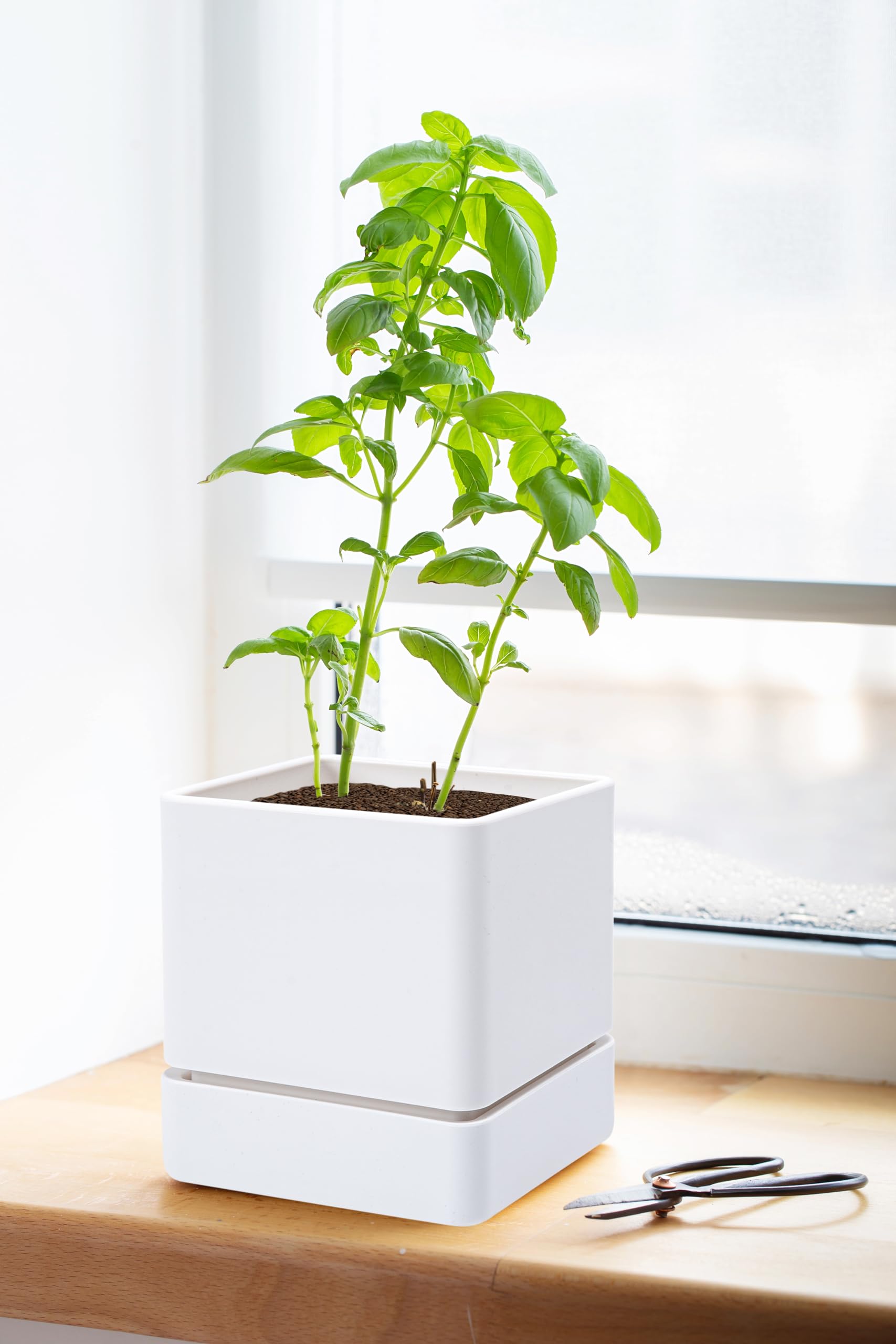 D'vine Dev white 4-piece set arranged for herb and succulent display.