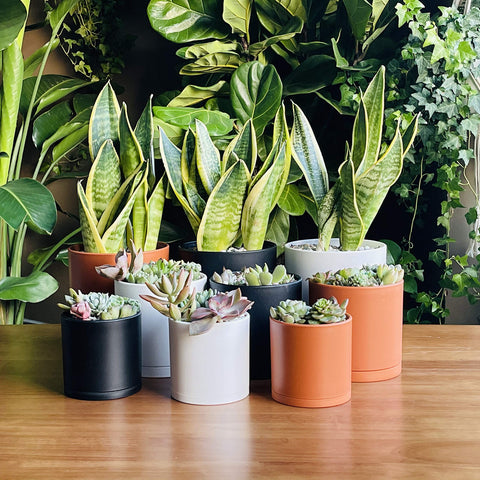 D'vine Dev 5-inch planter close-up with matte finish for modern décor.