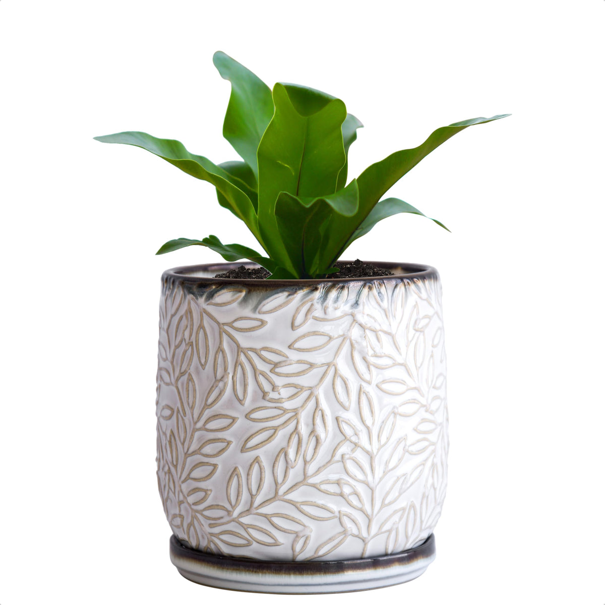 D'vine Dev 5inch embossed leaves planter with drainage hole for healthy watering