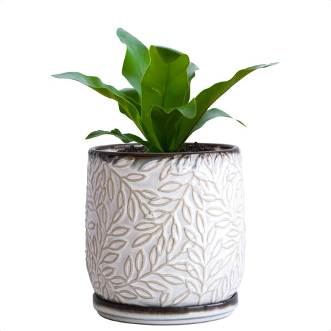 D'vine Dev 5inch embossed leaves planter with drainage hole for healthy watering