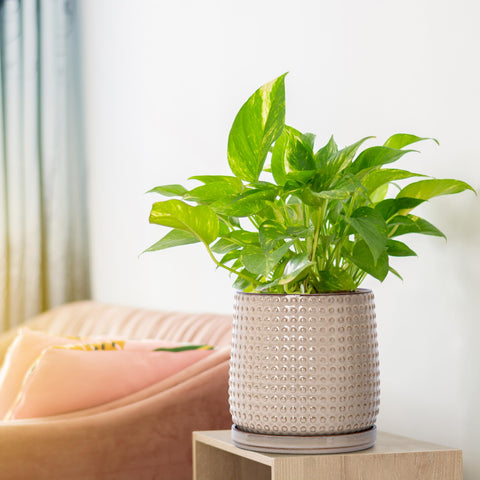 D'vine Dev close-up of beaded texture on ceramic planter for stylish indoor use.