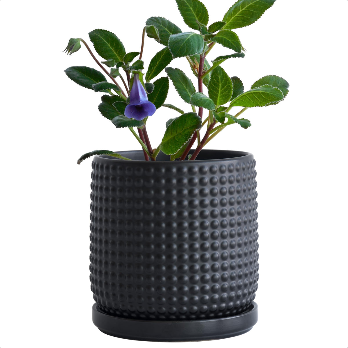 D'vine Dev 6-inch ebony matte ceramic planter with beaded texture for indoor style
