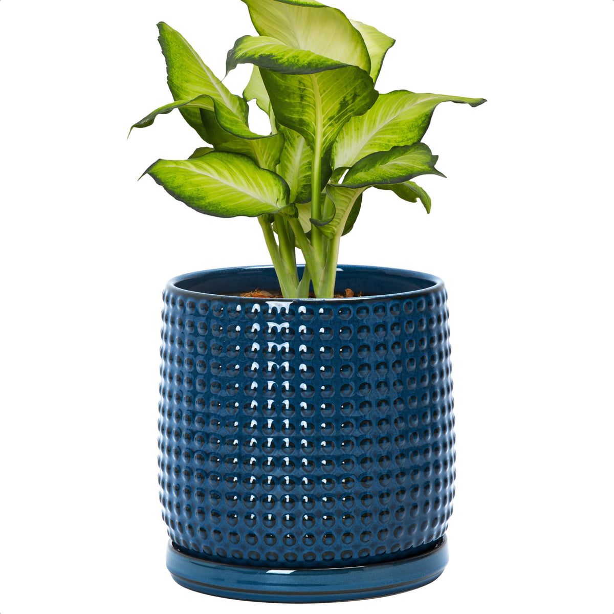 D'vine Dev planter in midnight blue with beaded texture for indoor succulents