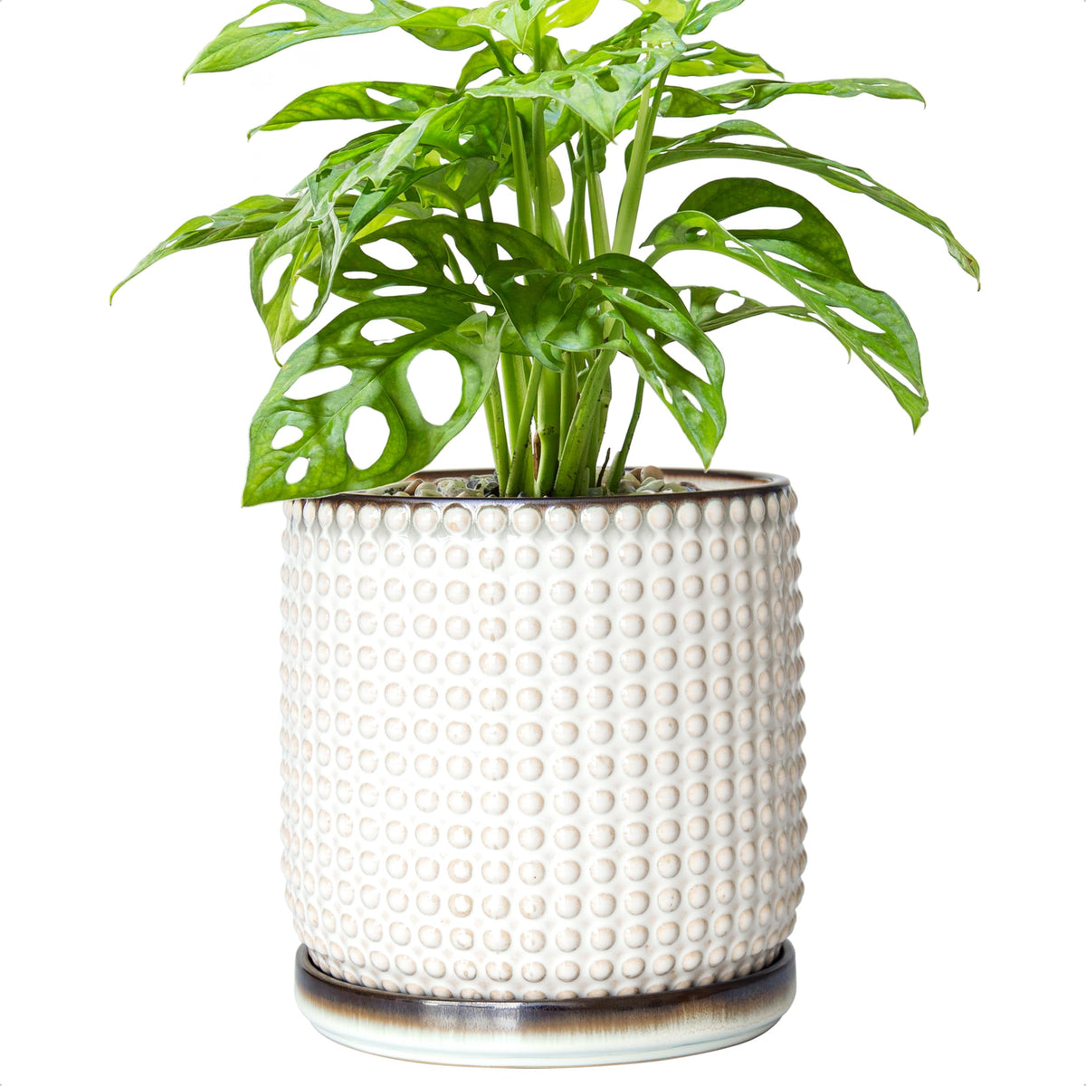 D'vine Dev 6-Inch ceramic beaded planter in smoked white; front view for indoor succulents.