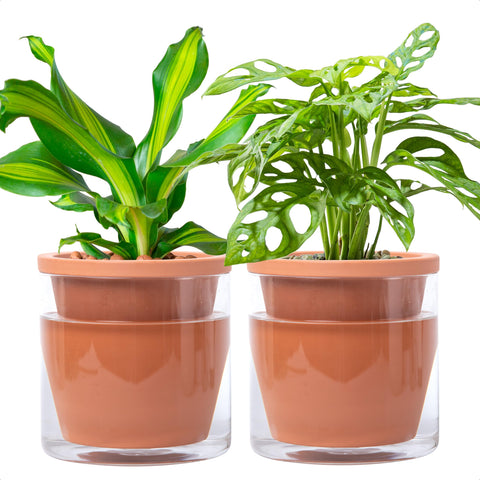 D'vine Dev 6-inch self-watering pot with terracotta and glass reservoir for indoor plants