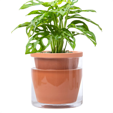 D'vine Dev 6-In self-watering pot with terracotta body and glass reservoir for steady moisture.