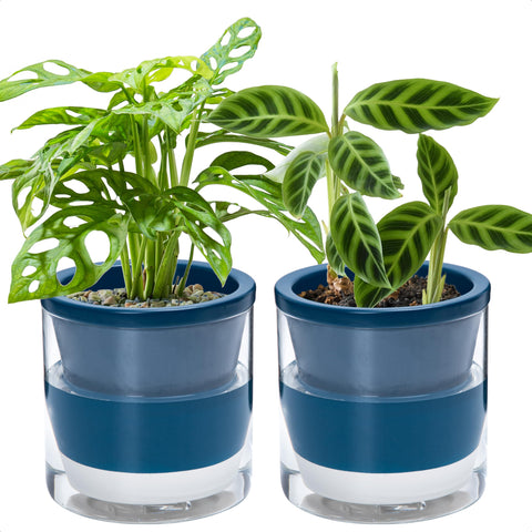 Dvine Dev 6in self-watering planter with blue terracotta and glass cup, ideal for low-maintenance herbs