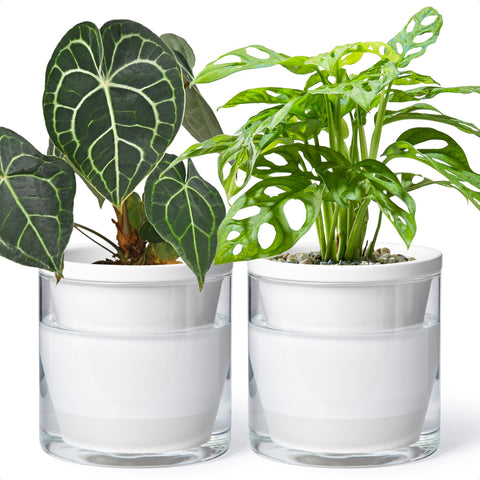 D'vine Dev 6-inch self-watering pot with glass cup keeps indoor herbs hydrated.