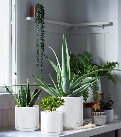 D'vine Dev 8-inch planter with drainage hole for larger indoor displays.