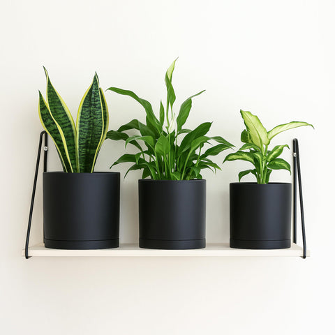 D'vine Dev 8in planter pot with drainage hole for larger specimens