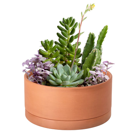 D'vine Dev 8-inch terracotta pot with drainage hole keeps soil tidy.