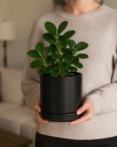 D'vine Dev black ceramic planter with saucer on windowsill.