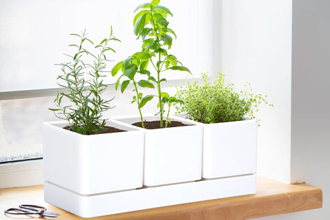D'vine Dev BPA-free polypropylene pot for safe herb growing