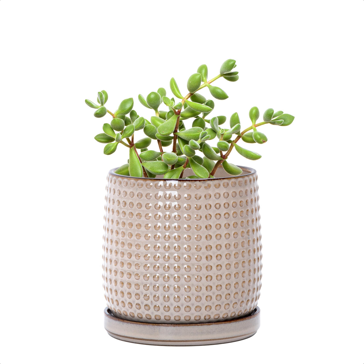 D'vine Dev ceramic beaded planter front view highlighting indoor decor compatibility.