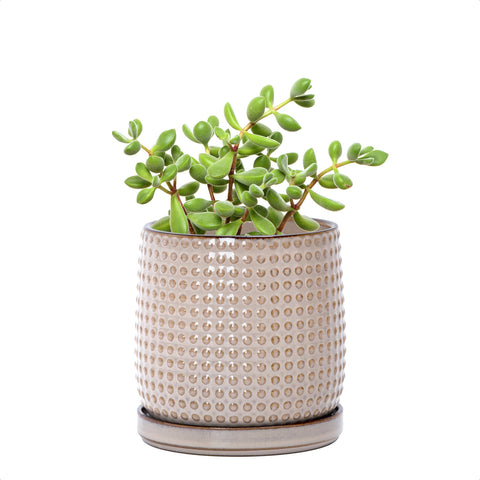 D'vine Dev ceramic beaded planter front view highlighting indoor decor compatibility.